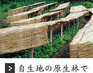 自生地の原生林で 自生地の原生林で