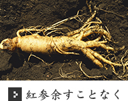 紅参余すことなく 紅参余すことなく