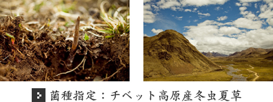 菌種指定:チベット高原産冬虫夏草 菌種指定:チベット高原産冬虫夏草